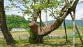 청송 홍원리 개오동나무 썸네일 이미지